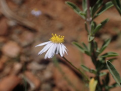 Felicia muricata