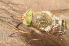 Tabanus australicus