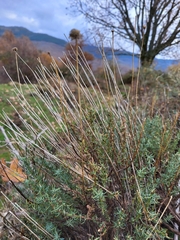 Santolina rosmarinifolia