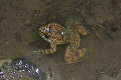 Limnonectes kuhlii