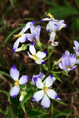 Exacum tetragonum
