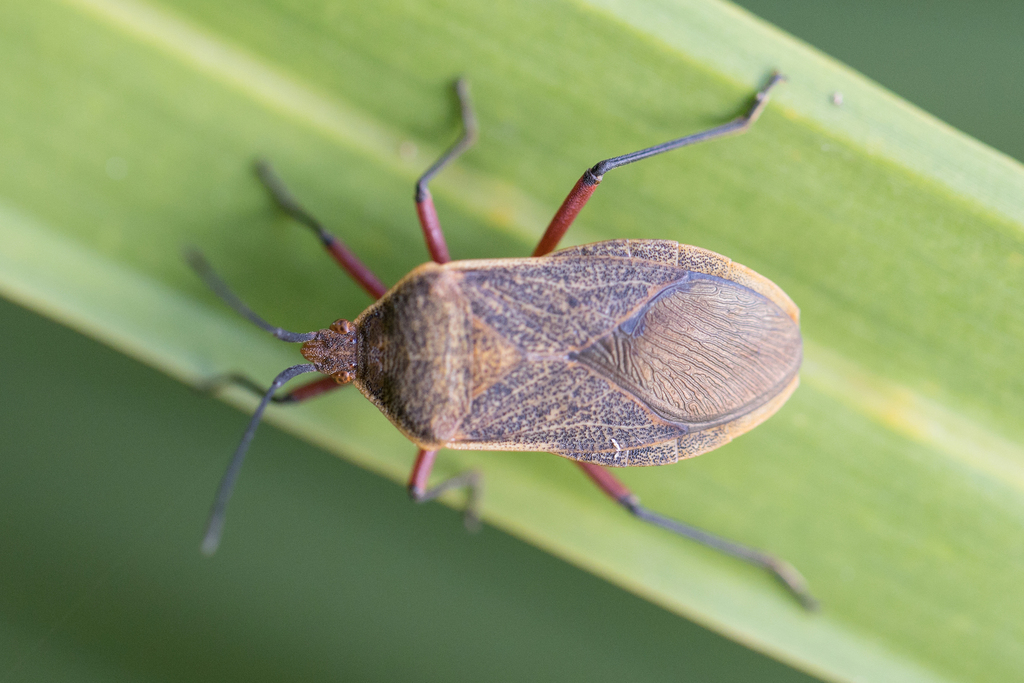 Acidomeria sordida