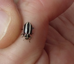 Paranaemia vittigera