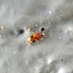 Poecilocrypticus formicophilus