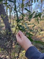 Smilax auriculata