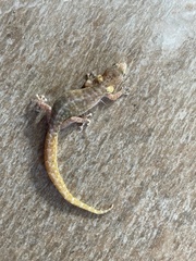 Afrogecko porphyreus