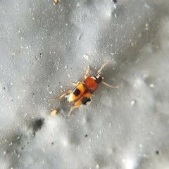 Poecilocrypticus formicophilus