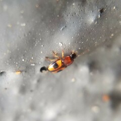 Poecilocrypticus formicophilus