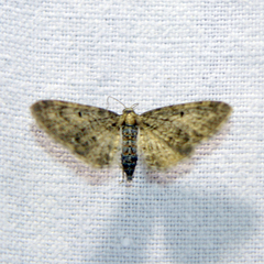Eupithecia abbreviata