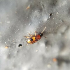Poecilocrypticus formicophilus