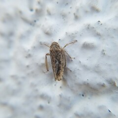 Curtara insularis