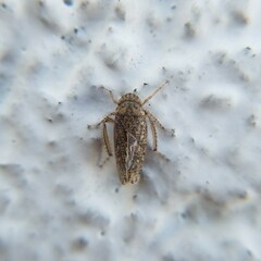 Curtara insularis