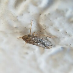 Curtara insularis