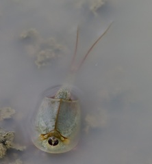 Triops