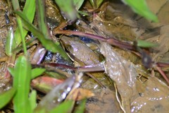 Chalcorana chalconota