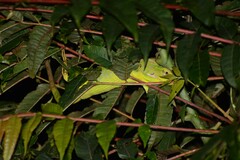 Bronchocela jubata