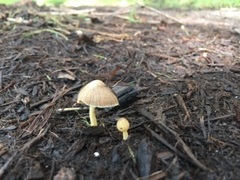 Bolbitius variicolor