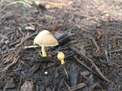 Bolbitius variicolor