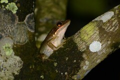 Chalcorana chalconota