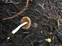 Bolbitius variicolor