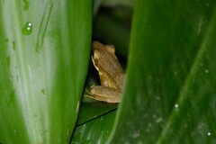 Chalcorana chalconota