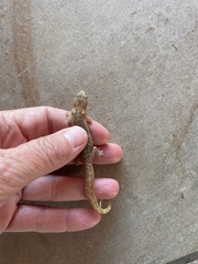 Afrogecko porphyreus