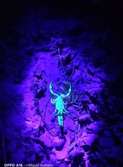 Centruroides gracilis