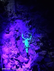 Centruroides gracilis