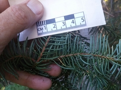 Abies magnifica