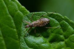 Nabis paranensis