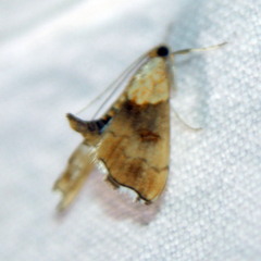 Agrotera nemoralis