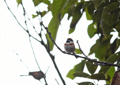 Aegithalos concinnus