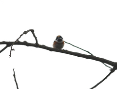 Aegithalos concinnus