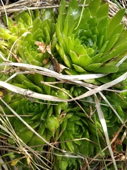 Sempervivum globiferum