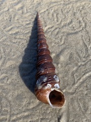 Turritellinella tricarinata