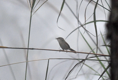 Prinia rufescens