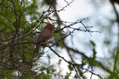 Coryphospingus cucullatus