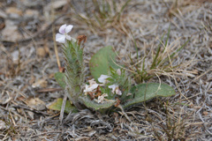 Stenandrium diphyllum