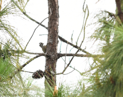 Yungipicus canicapillus