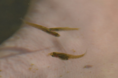 Cnesterodon decemmaculatus