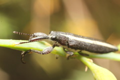 Rhinotia suturalis