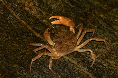 Trichodactylus