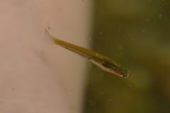 Cnesterodon decemmaculatus