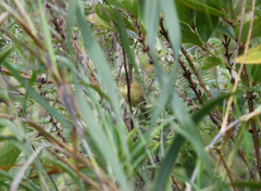 Phylloscopus subaffinis
