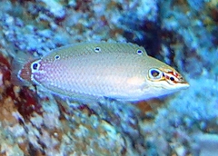 Halichoeres melasmapomus