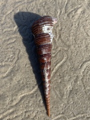 Turritellinella tricarinata