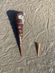 Turritellinella tricarinata