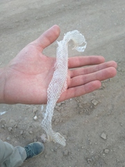 Spalerosophis diadema