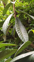 Eriobotrya japonica