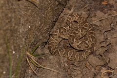 Bothrops diporus